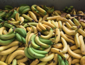 廃棄バナナ